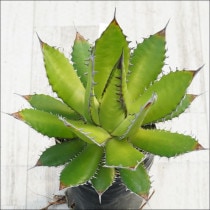 Ըʪե١ۥ㥳СѥNo.10134