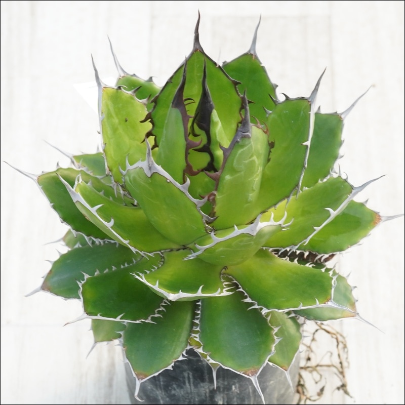 �Ը�ʪ�ե����١��ۥ�����۱ꡡ�������åȡ��֥�å�������С����ѥ�����������No.10135������