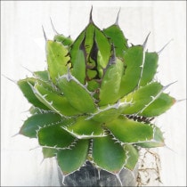 Ըʪե١ۥ۱ꡡåȡ֥åСѥNo.10135