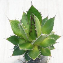 Ըʪե١ۥ󥸥ե졼ࡡNo.10136