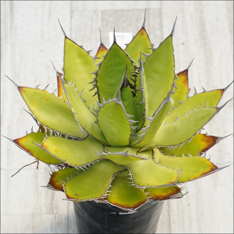 �Ը�ʪ�ե����١��ۥ��������ƥ��������������åȡ���������No.10137������