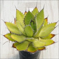 Ըʪե١ۥƥåȡNo.10137