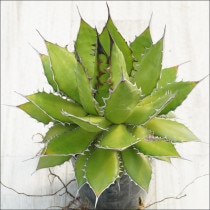 Ըʪե١ۥ֥饦ۥ磻ȥѥNo.10138