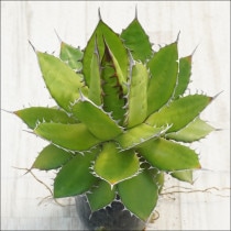 Ըʪե١ۥ֥饦ۥ磻ȥѥNo.10139