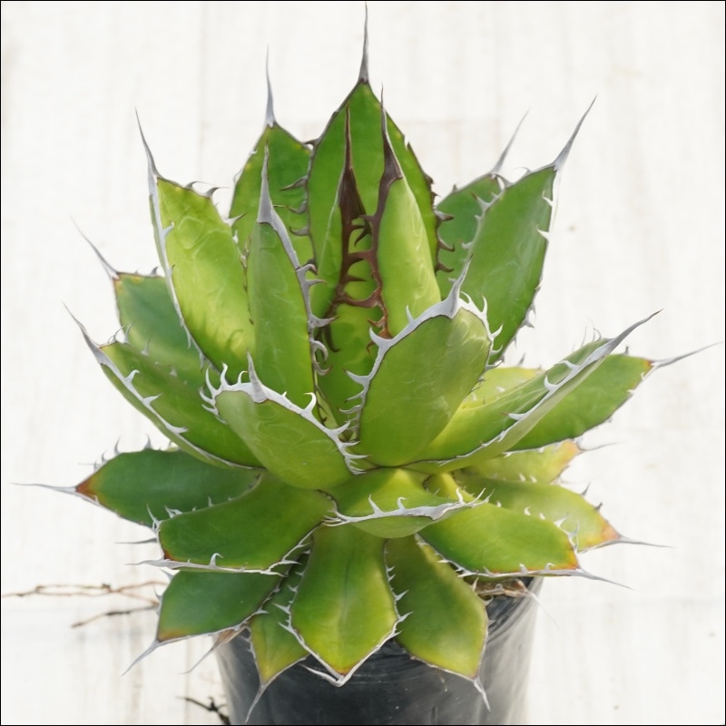 現物》アガべ ホリダ 陽炎 細スパイン 特選株 No.10140 3号 | | 現物