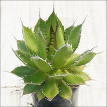 Ըʪե١ۥ۱ꡡ٥ѥNo.10140