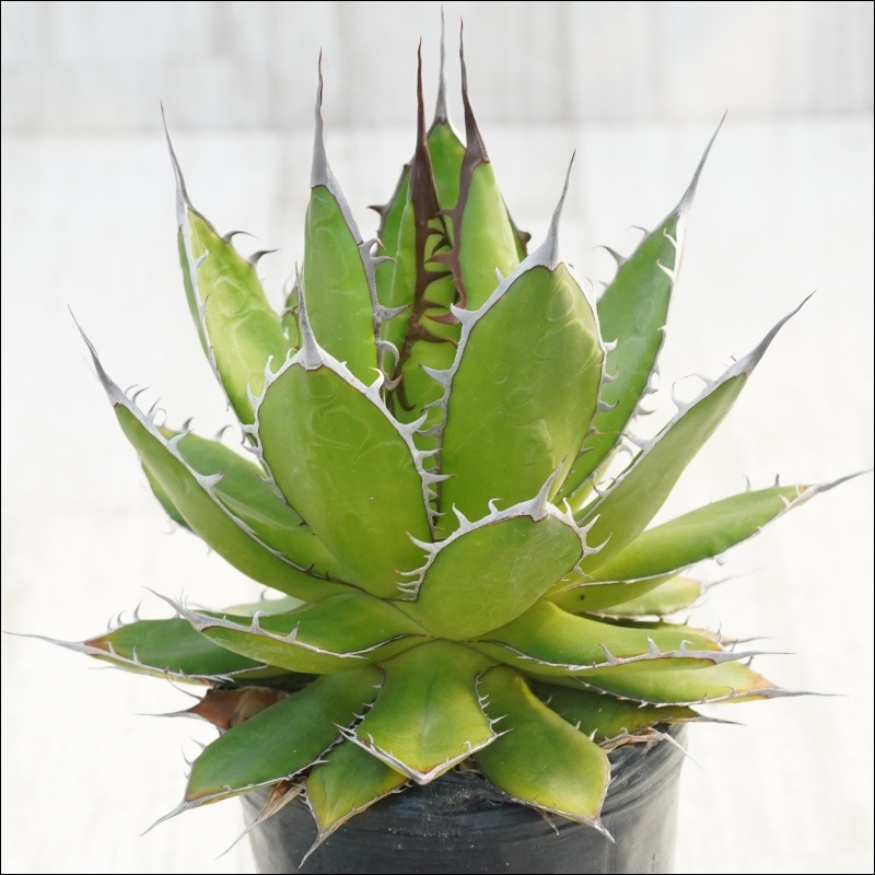 現物》アガべ ホリダ 陽炎 細スパイン 特選株 No.10140 3号 | | 現物