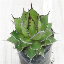 Ըʪե١ۥ΢֥饦СѥNo.10141