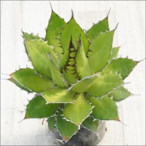 Ըʪե١ۥ֥饦ۥ磻ȥѥNo.10142