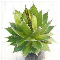 �Ը�ʪ�ե����١��ۥ�����������åȡ���������No.10143������