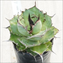 Ըʪե١ΥϥǥʹܻۡˡNo.10145