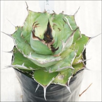 Ըʪե١ΥϥǥʹܻۡˡNo.10146