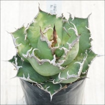 �Ը�ʪ�ե����١������Υ��������ʥ��������ˡ���������No.10150������