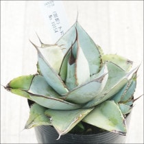 �Ը�ʪ�ե����١������Υ����ۥ磻�ȥ��������ҳ��դ�����������No.10154������