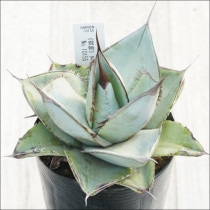 �Ը�ʪ�ե����١������Υ����ۥ磻�ȥ��������ҳ��դ�����������No.10155������