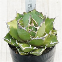 Ըʪե١Υʥȥ饤ǥȡˡNo.10156