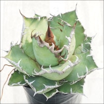 Ըʪե١Υٹ񳮻ʥǥˡNo.10157