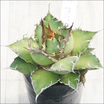 Ըʪե١Υٹ񳮻ʥǥˡNo.10158