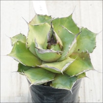 �Ը�ʪ�ե����١������Υ�����ɿ����������No.10162������