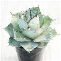 Ըʪե١Υ֥å֥롼No.10166