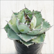 Ըʪե١Υ֥å֥롼No.10167