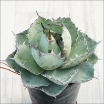 Ըʪե١Υ֥å֥롼No.10168