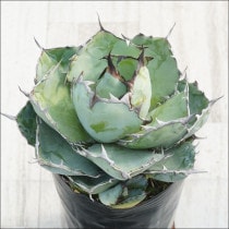 Ըʪե١Υ֥å֥롼No.10169