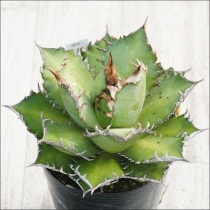 Ըʪե١ΥǭʥåɥåȥˡNo.1