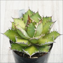 �Ը�ʪ�ե����١������Υ�����ǭ�ʥ�åɥ���åȥ���������ˡ���������No.2������