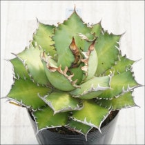 �Ը�ʪ�ե����١������Υ�����ǭ�ʥ�åɥ���åȥ���������ˡ���������No.4������