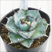 Ըʪե١Υ֥å֥롼ѥȡNo.12