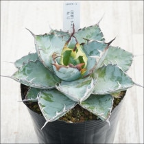 Ըʪե١Υ֥å֥롼No.13