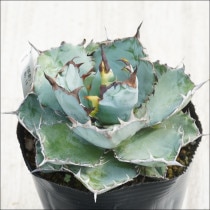 Ըʪե١Υ֥å֥롼No.14