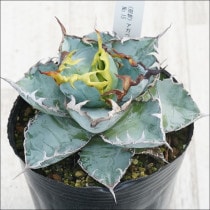 Ըʪե١Υ֥å֥롼No.15