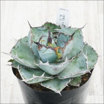 Ըʪե١Υ֥å֥롼ҳդNo.16