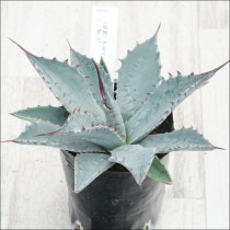 Ըʪե١󥿥ʡ֥֥롼סNo.173