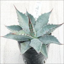 Ըʪե١󥿥ʡ֥֥롼סNo.183