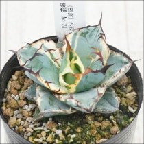 Ըʪե١Υ֥å֥롼ʤءNo.233