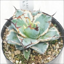 Ըʪե١Υ֥å֥롼ʤءNo.253