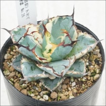 Ըʪե١Υ֥å֥롼ʤءNo.263