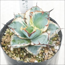 Ըʪե١Υ֥å֥롼ʤءNo.273