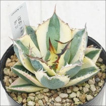 現物》アガベ チタノタ フィリグリー 特選株 No.9983 3号 | | 現物販売