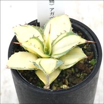 現物》No.42 アガべ オテロイ 狂棘 ホワイトスパイン 極上子株 2号