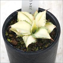 現物販売（コレクション株） | 四国ガーデン株式会社