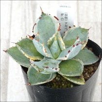 �Ը�ʪ�ե����١���������󥷥������֥ȥ��˶ӡ�No.63��3��