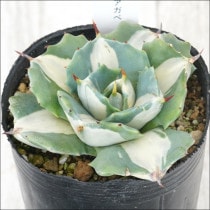 アガベ・ポタトラム「スノーフォール」4号ロングポット | | アガベ