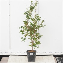 7千円値引　結実確認　21ジャボチカバ・大葉系　四季咲　耐寒性　大玉 7千円値引 結実確認 21ジャボチカバ・大葉系 四季咲 耐寒性 大玉