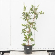 �Ը�ʪ�ե���ܥ����С��⤵100cm���͵��ʤ���¡�No.892��7��