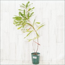 ԸʪեХ󥯥֥󥮥եꥢNo.906