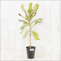 ԸʪեХ󥯥ǥNo.908